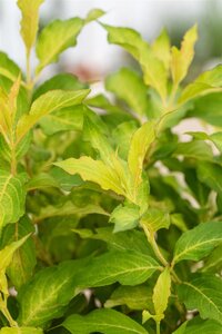 MY MONET WEIGELA SUNSET 30CM - image 2