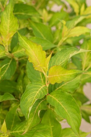 MY MONET WEIGELA SUNSET 30CM - image 5