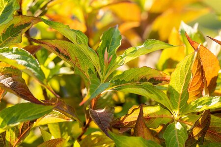 MY MONET WEIGELA SUNSET 30CM - image 1