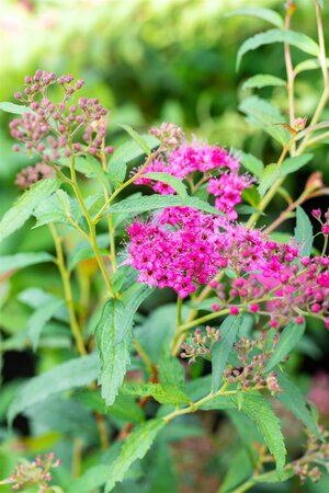 NEON FLASH SPIREA 30 CM - image 3