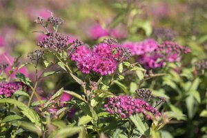 NEON FLASH SPIREA 30 CM - image 1