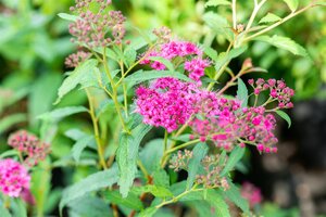 NEON FLASH SPIREA 30 CM - image 2