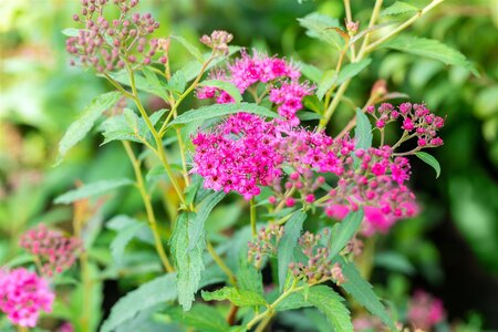 NEON FLASH SPIREA 30 CM - image 4