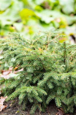 NEST SPRUCE 25 CM - image 4