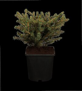 NEST SPRUCE 25 CM - image 2