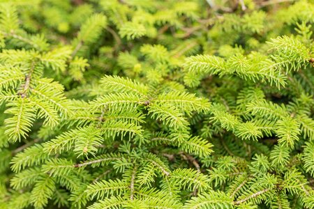 NEST SPRUCE 25 CM - image 6