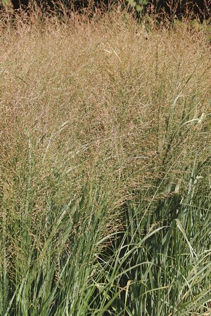 NORTHWIND SWITCH GRASS 1GALLON