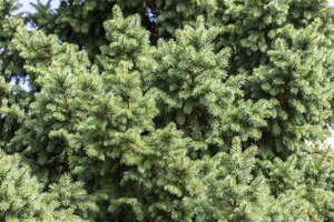 NORWAY SPRUCE 100 CM - image 1