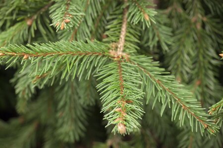 NORWAY SPRUCE 100 CM - image 2