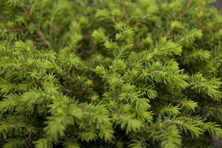 NORWAY SPRUCE 100 CM - image 3