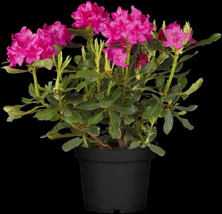 NOVA ZEMBLA RHODODENDRON 2G 3MONTH WARRANTY - image 4