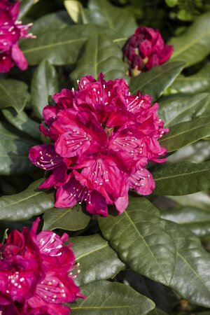 NOVA ZEMBLA RHODODENDRON 30CM - image 3