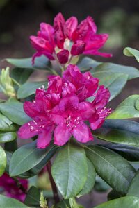 NOVA ZEMBLA RHODODENDRON 30CM - image 5