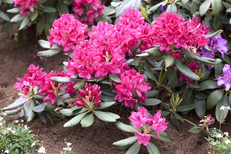 NOVA ZEMBLA RHODODENDRON 30CM - image 1