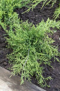 OLD GOLD JUNIPER 40 CM - image 5