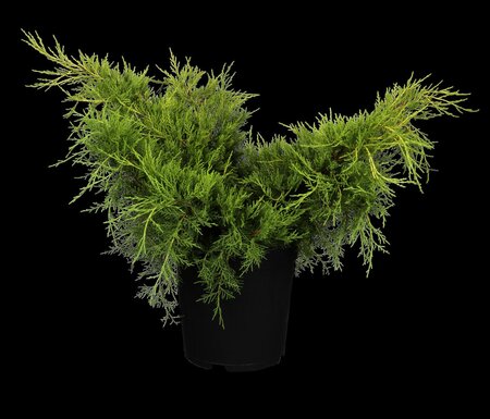 OLD GOLD JUNIPER 40 CM - image 1