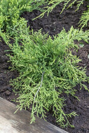 OLD GOLD JUNIPER 50 CM - image 5