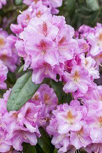 OLGA MEZITT RHODODENDRON 2 GALLON 3MONTH WARRANTY - image 2