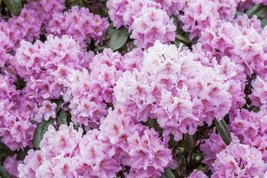 OLGA MEZITT RHODODENDRON 2 GALLON 3MONTH WARRANTY - image 1