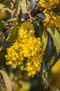 OREGON GRAPE  - image 5