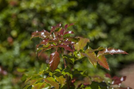 OREGON GRAPE  - image 2