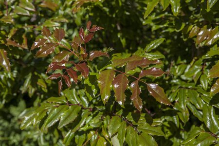 OREGON GRAPE  - image 3