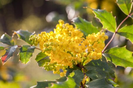 OREGON GRAPE  - image 4