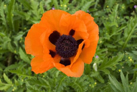 ORIENTAL POPPY PRINCE OF ORANGE 1G