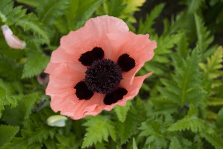 ORIENTAL POPPY QUEEN ALEXANDRA 1G