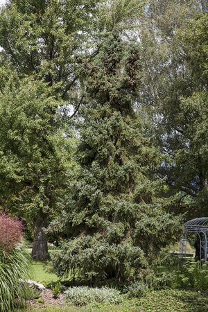 ORIENTAL SPRUCE 175CM - image 1