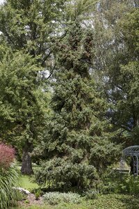 ORIENTAL SPRUCE 175CM - image 1