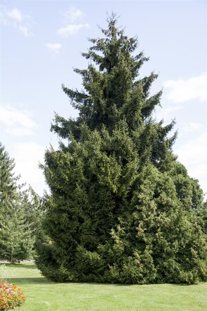 ORIENTAL SPRUCE 175CM - image 2