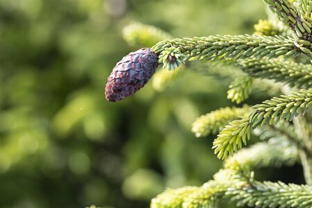 ORIENTAL SPRUCE 175CM - image 3