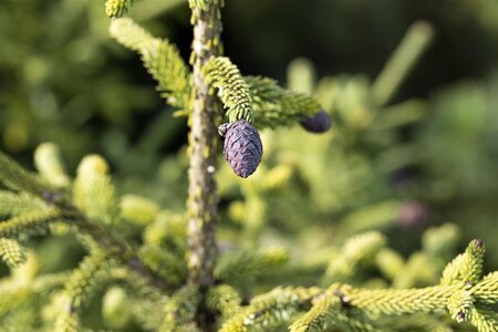 ORIENTAL SPRUCE 175CM - image 4