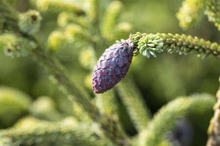 ORIENTAL SPRUCE 175CM - image 5