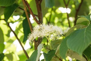 PAGODA DOGWOOD SHRUB 125 CM