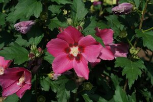 PARAPLU ROUGE HIBISCUS 30CM