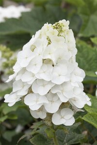 PEE WEE HYDRANGEA 3G 20CM - image 2