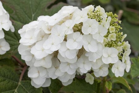 PEE WEE HYDRANGEA 3G 20CM - image 1