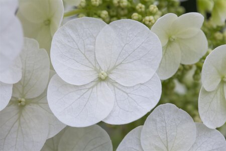 PEE WEE OAKLEAF HYDRANGEA 40CM - image 3