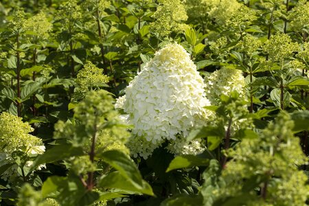 PEEGEE HYDRANGEA 30 CM