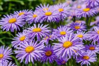 Perennials