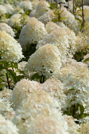 PHANTOM HYDRANGEA 30CM - image 4