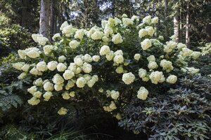 PHANTOM HYDRANGEA 30CM - image 1