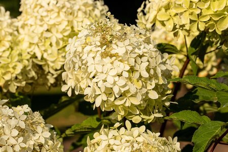 PHANTOM HYDRANGEA 30CM - image 2