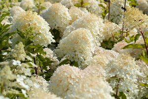 PHANTOM HYDRANGEA 30CM - image 3