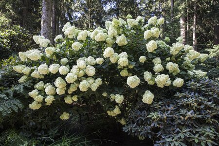 PHANTOM HYDRANGEA 3G - image 1