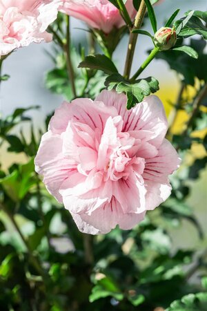 PINK CHIFFON ROSE OF SHARON 40CM - image 2