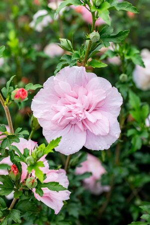 PINK CHIFFON ROSE OF SHARON 40CM - image 5