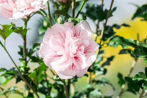 PINK CHIFFON ROSE OF SHARON 40CM - image 1